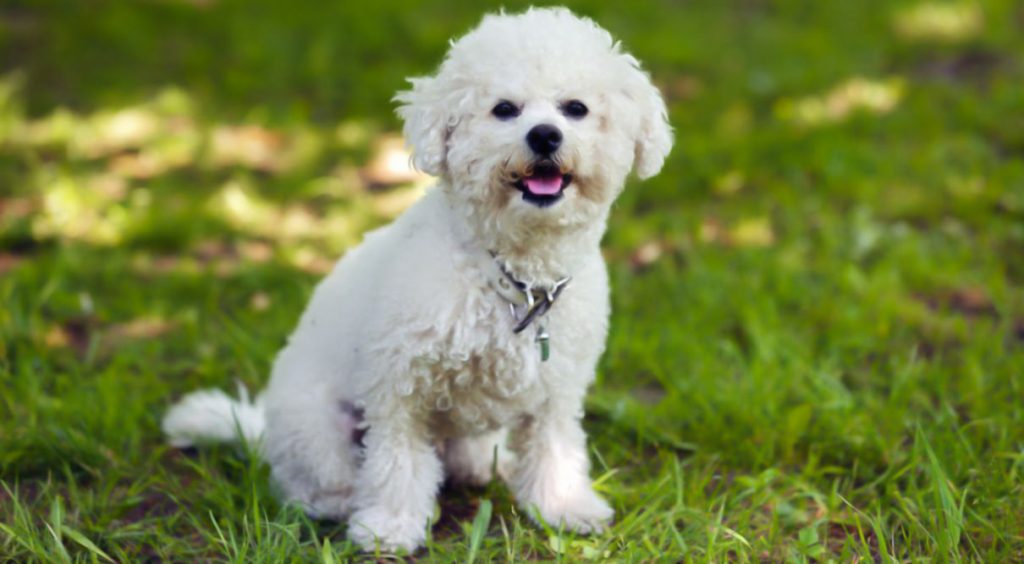 mejores razas perro para departamentos bichon frise