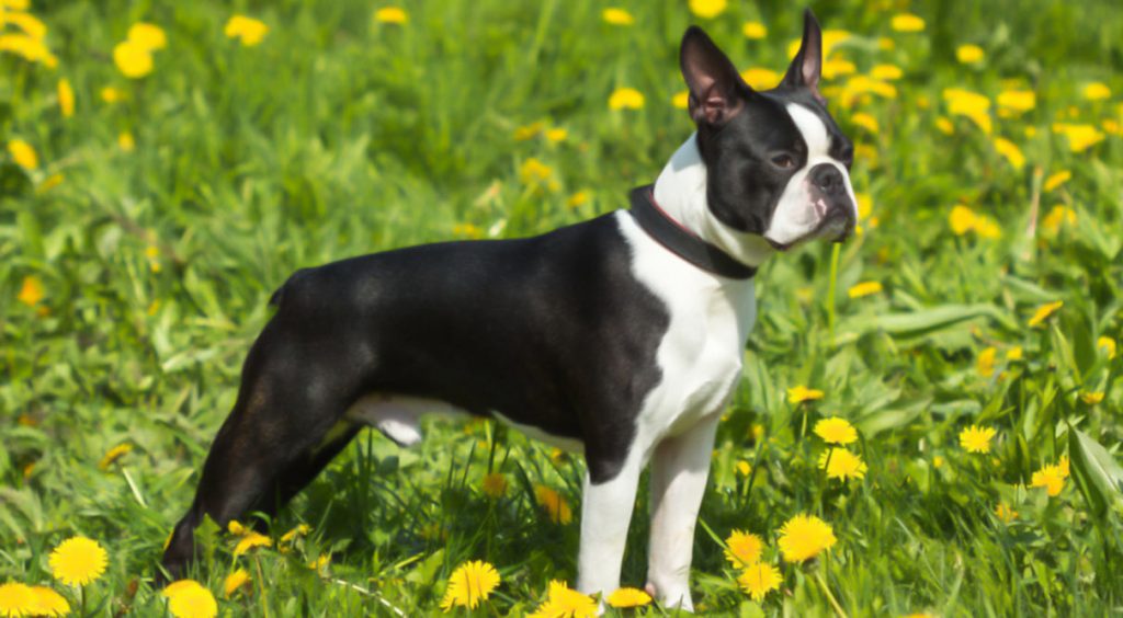 mejores razas perro para departamentos boston terrier