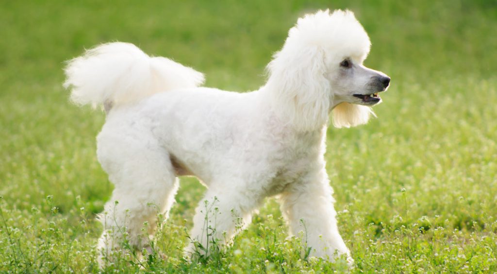 mejores razas perro para departamentos poodle