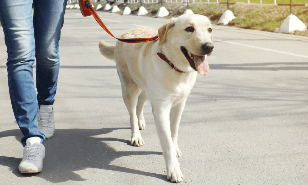 paseo mascota