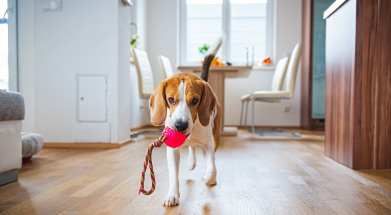 Pet Friendly actividades que puedes hacer con tu mascota en tu propio depa