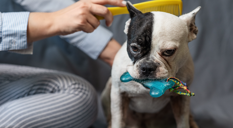 Pet Friendly actividades que puedes hacer con tu mascota en tu propio depa