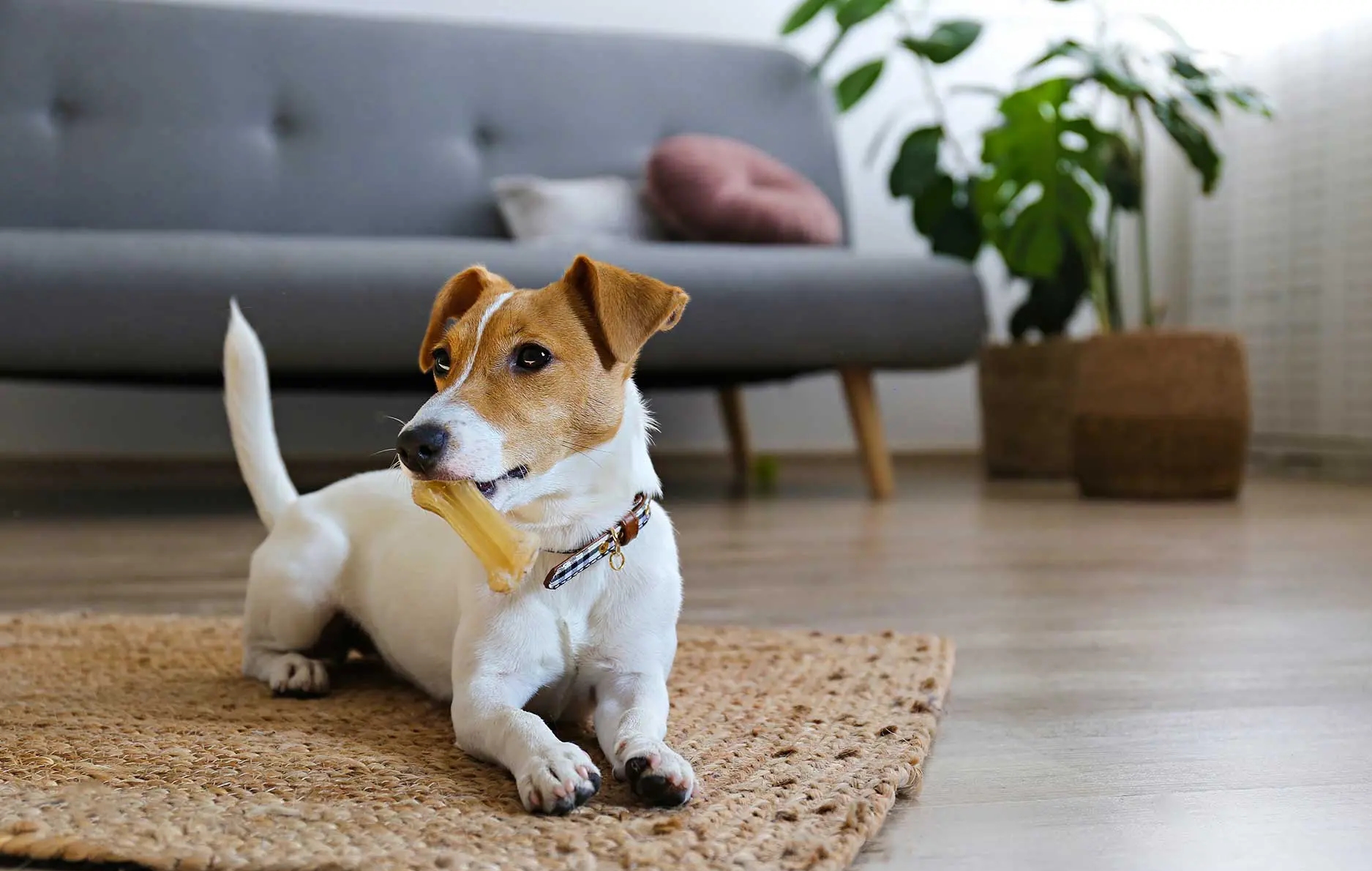 Mascota feng shui